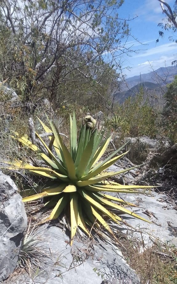 Wild Jabalí