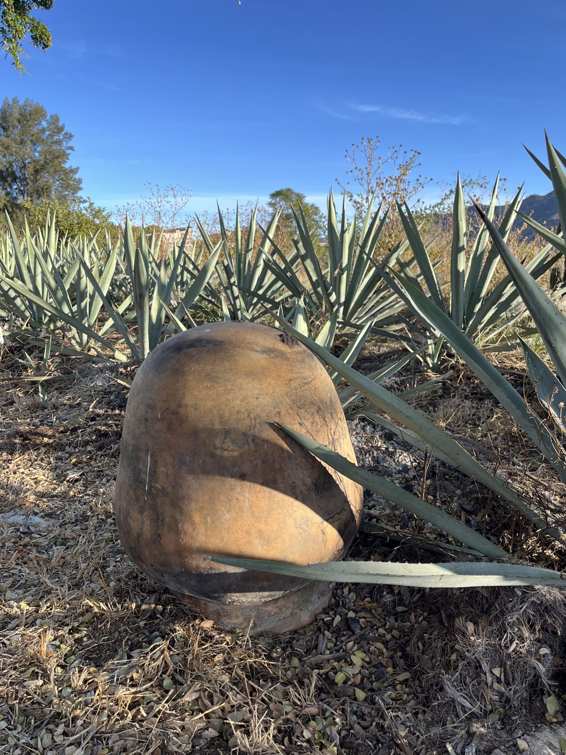 AGAVE FIELD WITH BROKEN POT
