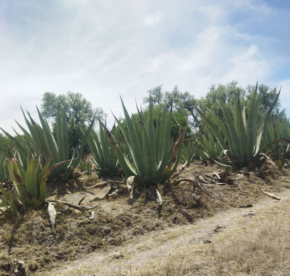 MAGUEYADA PULQUEROSjpg