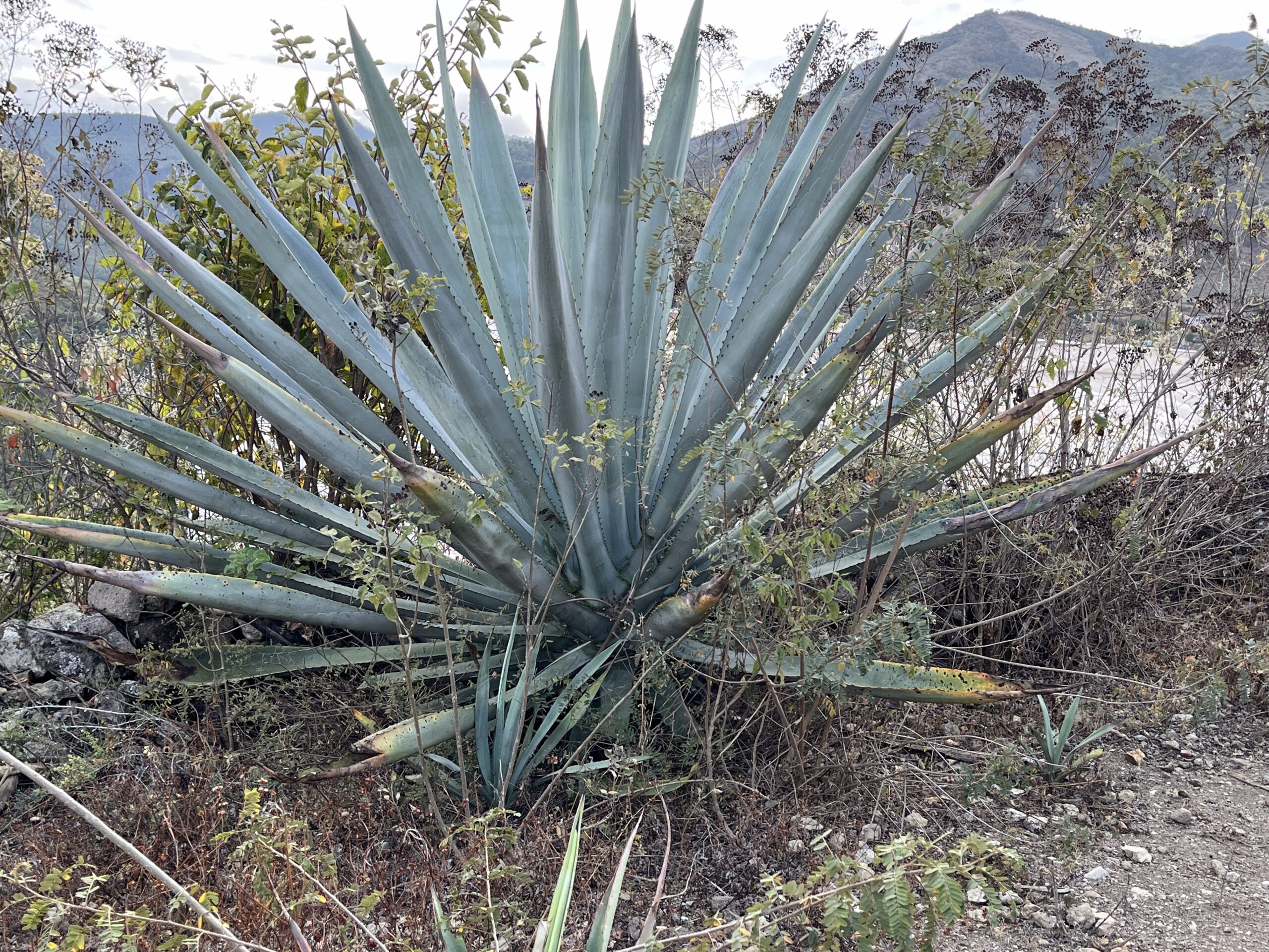 SIERRA NEGRA 8 YEARS OLD