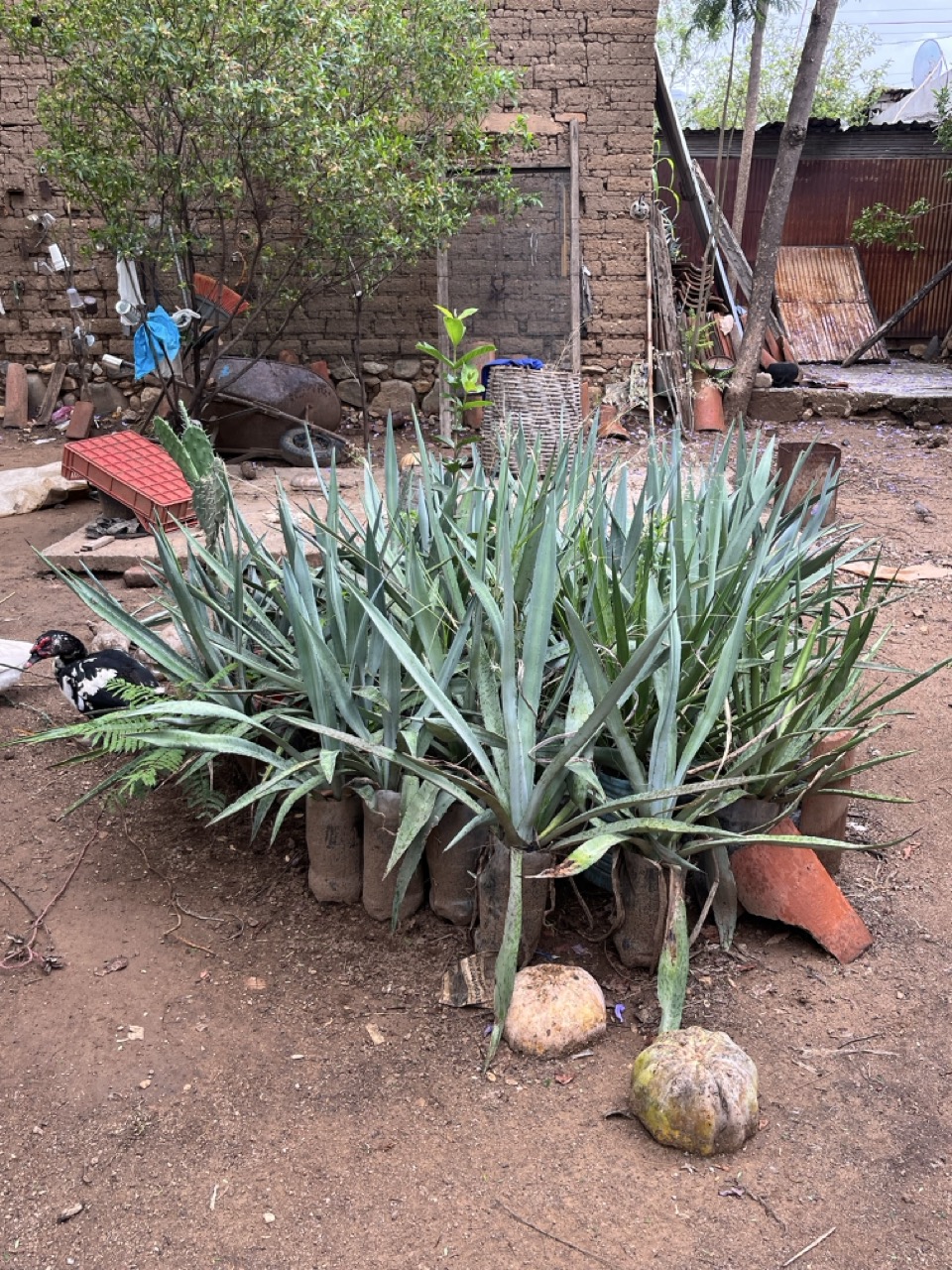ESPADIN SEEDLINGS AT HIS HOUSE de tamaño grande