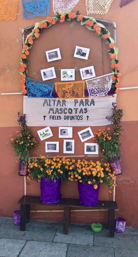 A Day of the Dead pet altar with framed dog photos surrounded by bright marigolds and candles.